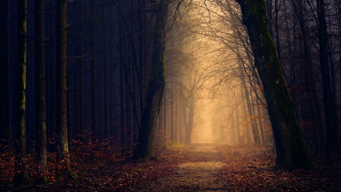 Path through a dark forest in fall