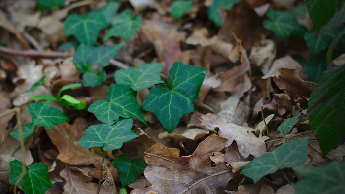 Green ivy leaves on a bed of fallen brown leaves