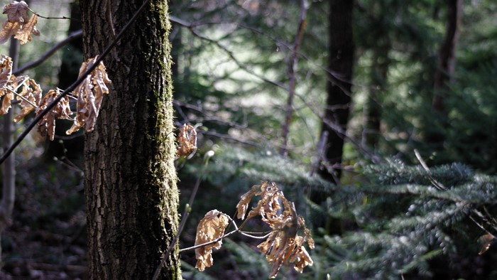 Trees and dead leaves in a forest
