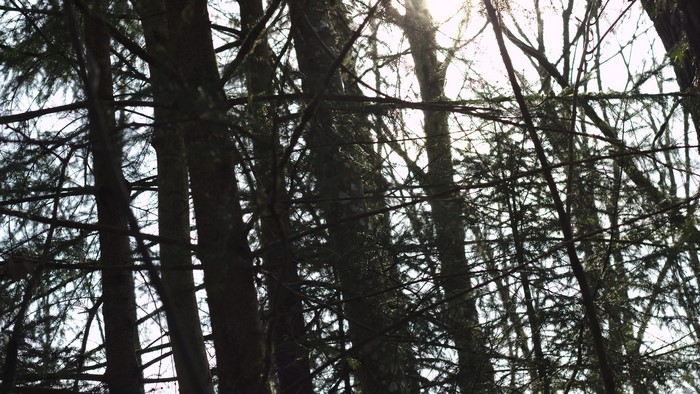 Sunlight filtering through a dense forest canopy