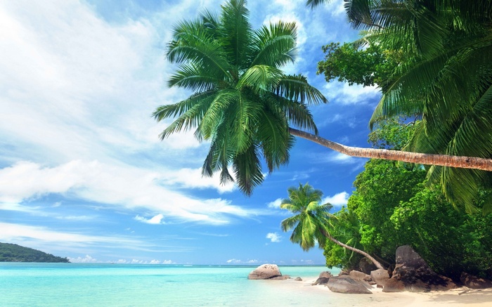 Tropical beach with palm trees and turquoise water