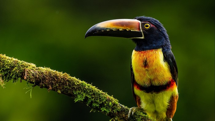 Collared Aracari Toucan perched on a mossy branch