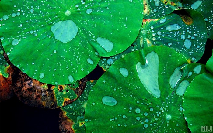 Water droplets on green lotus leaves