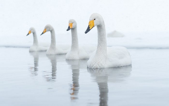 Four swans swimming in cold water