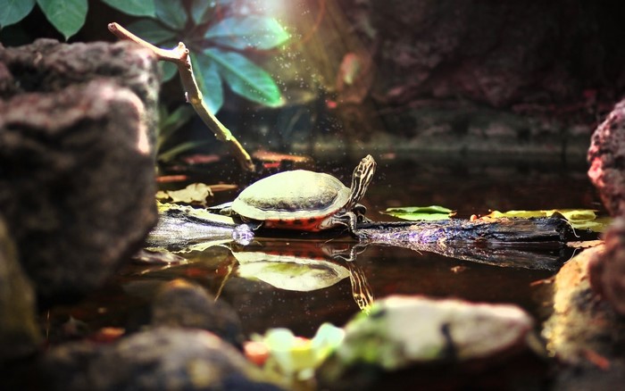 Turtle on a log in a pond