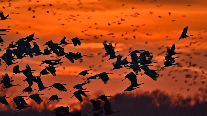Flock of birds flying at sunset