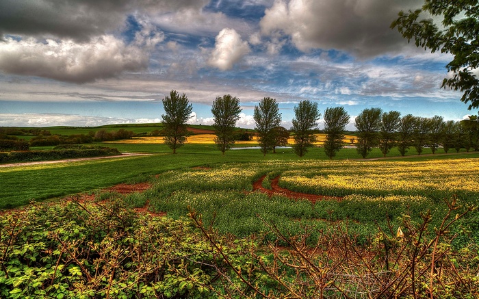 A scenic rural landscape with fields and trees