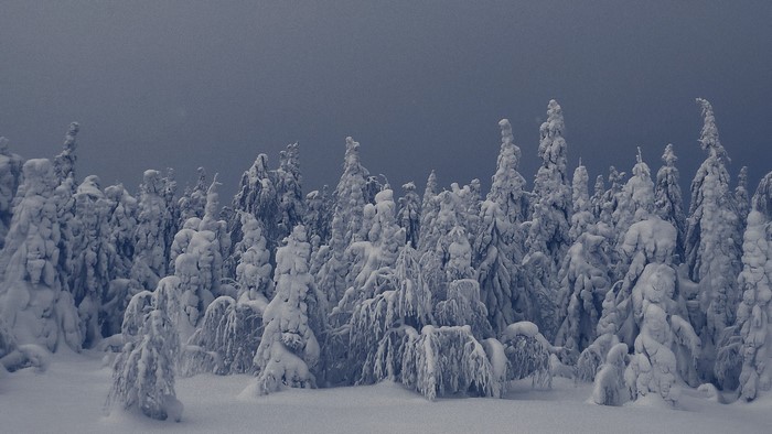 Snow-covered trees in a winter forest landscape