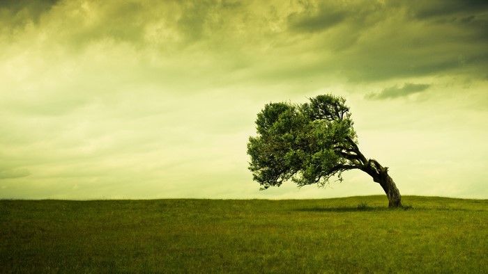 A lone tree on a grassy hill under a cloudy sky