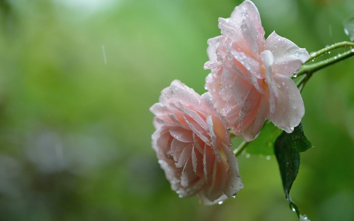 Pink roses with water droplets in the rain
