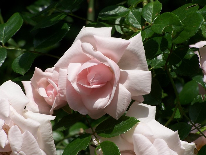 Pink roses in a garden