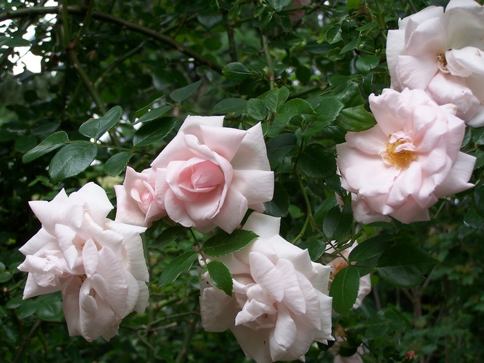 Pink roses in a garden