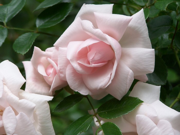 Close-up of pale pink roses in a garden
