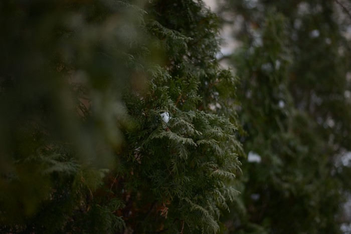 4K trees and plants in winter