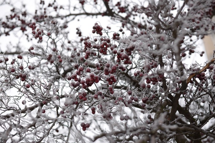 Berries on a frosted tree in winter