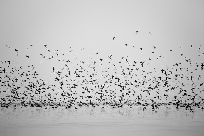 A large flock of birds flying over water