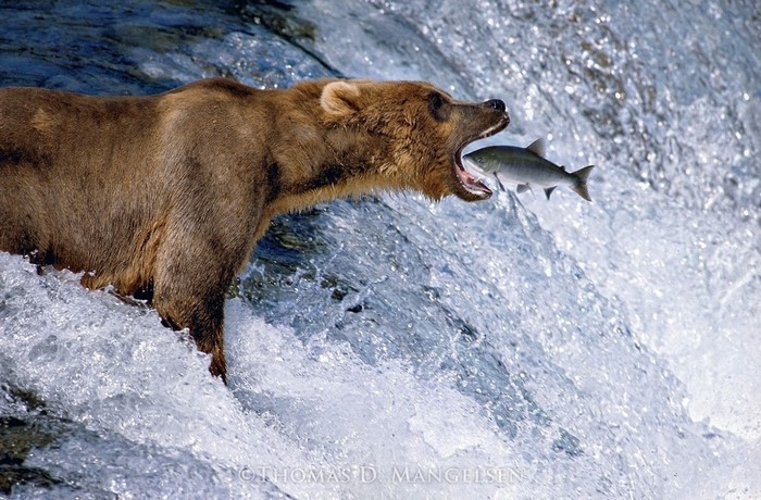 Brown bear catching a salmon in a river