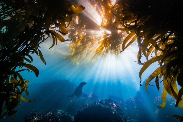 Seal swimming in a kelp forest with sun rays