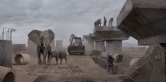 Elephants and construction workers at a dusty construction site