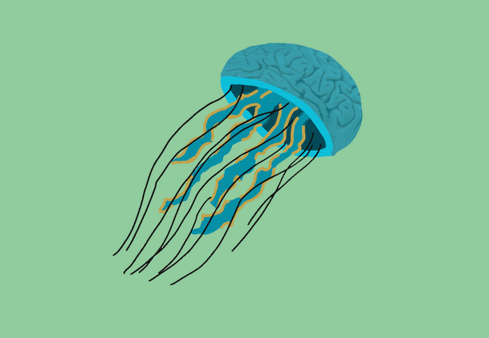 Brain jellyfish on a green background