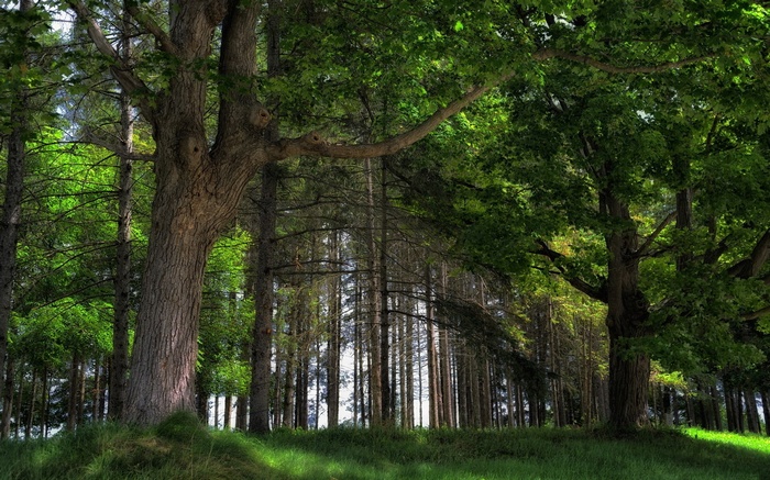 Sunlight filtering through a dense forest with large trees