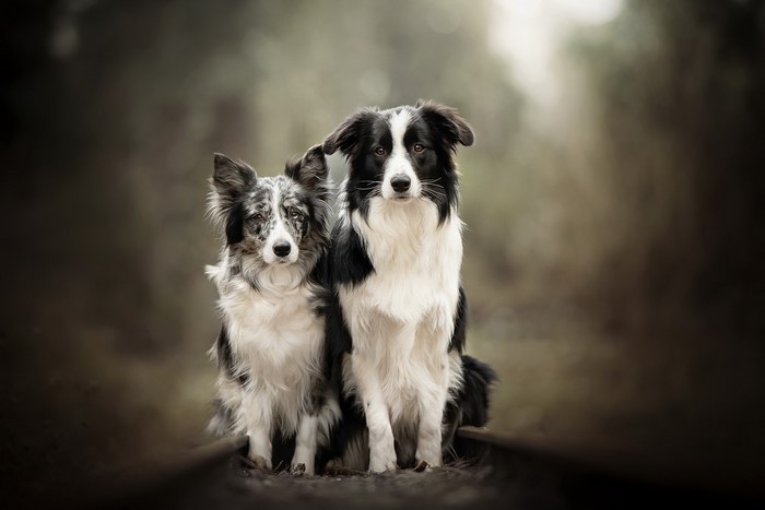Two Border Collies sitting outdoors
