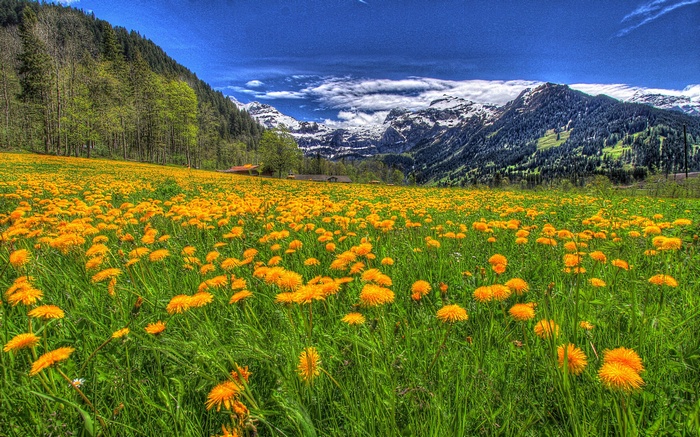 Field of yellow flowers with mountains