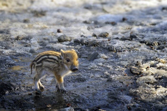 Baby wild boar standing in melting snow