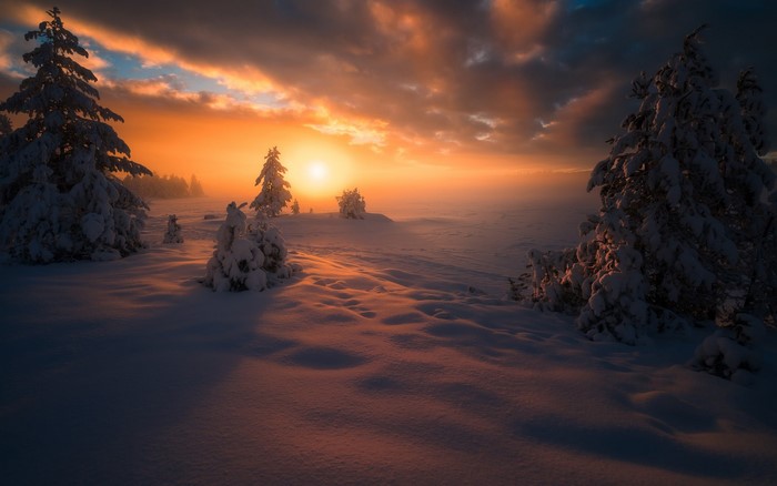 Snowy landscape with trees at sunset