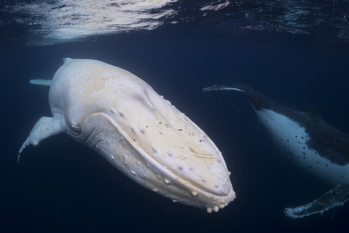 Albino whale swimming with another whale underwater