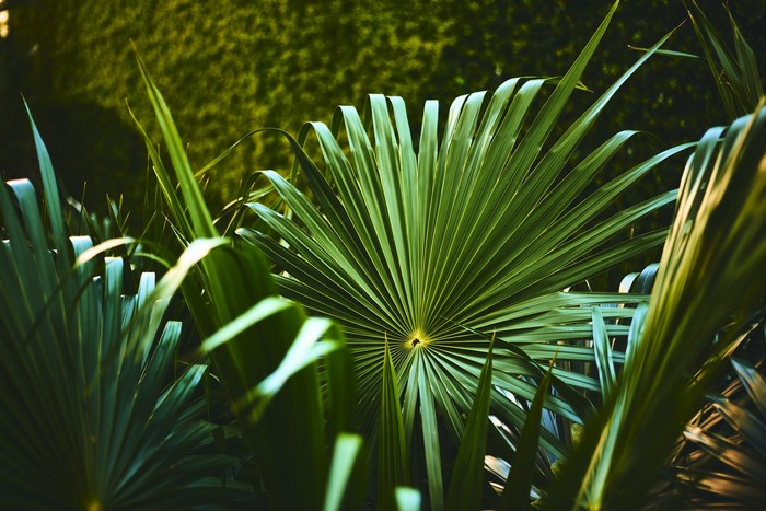 Close-up of green palm leaves in a garden