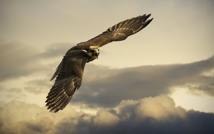 A bird of prey flying through clouds