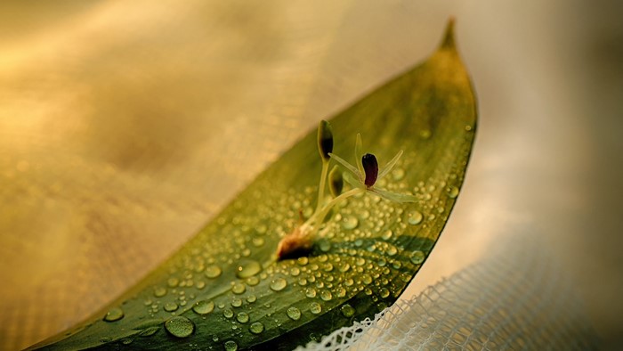 Macro shot of a delicate flower on a leaf with water drops