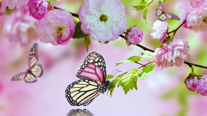 Pink flowers and butterflies on a branch
