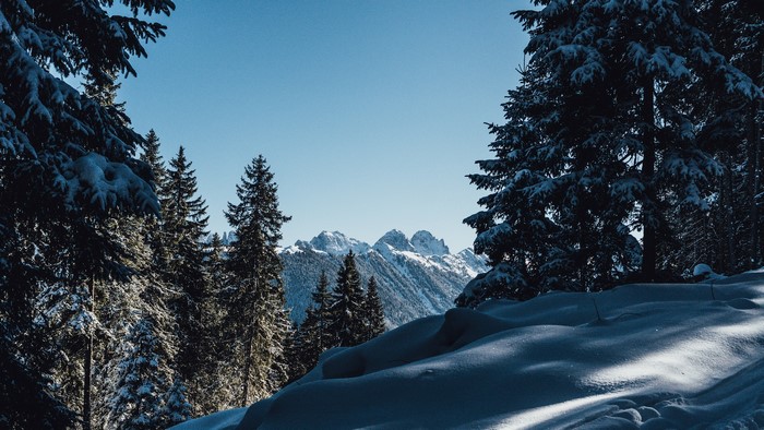 Snowy mountains seen through pine trees