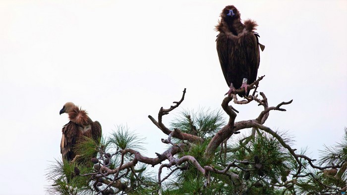 Two vultures perched on a tree against a white sky