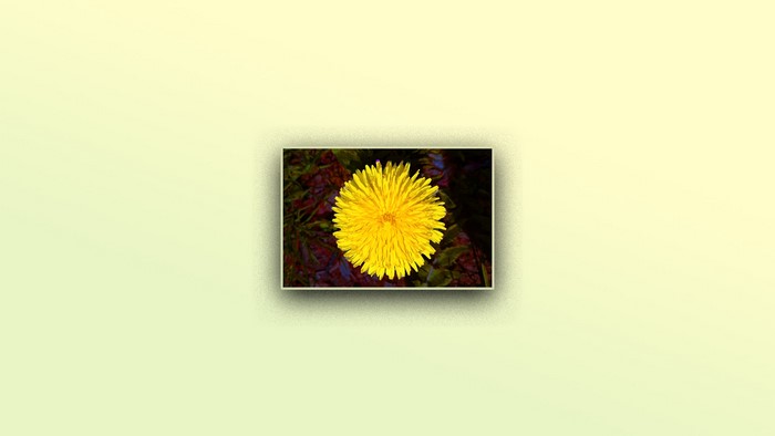 Yellow dandelion flower close-up photography