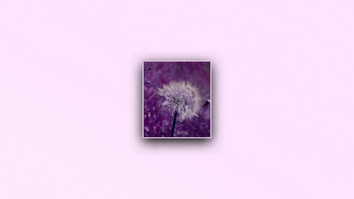 Dandelion on a purple background