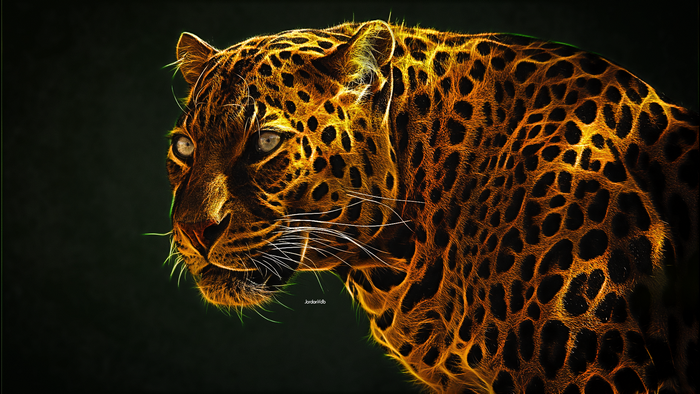Leopard with glowing spots on dark background