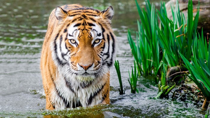 Tiger walking in water with green plants