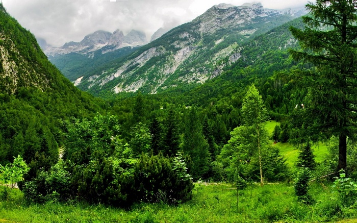 Green valley with mountains and trees