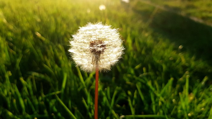 4K Dandelion Macro Nature