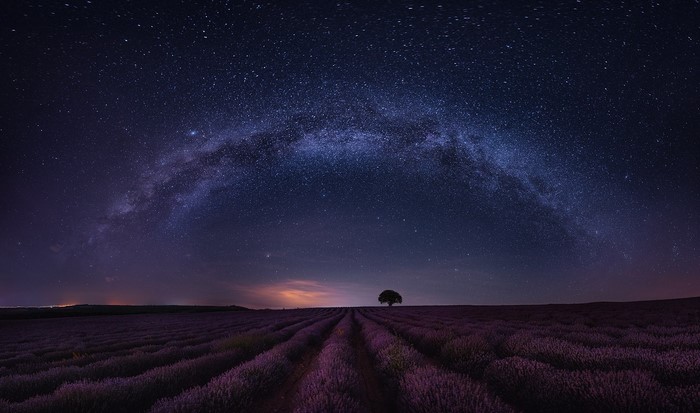 Milky Way over lavender field with lone tree