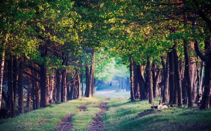 A dirt path winds through a sun-dappled forest.