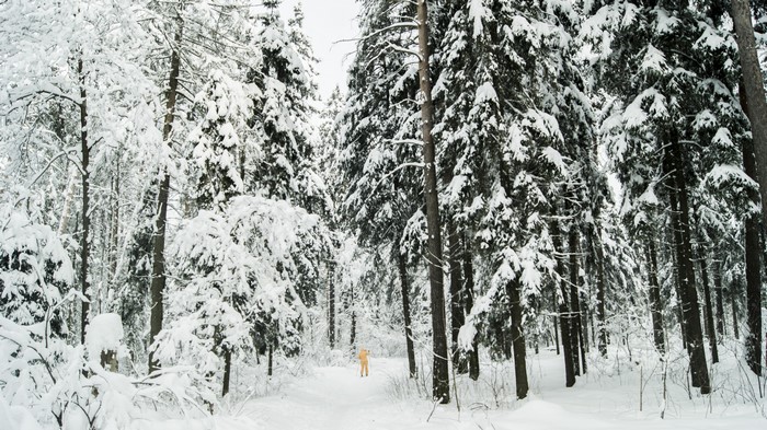 Person walking in a snowy forest