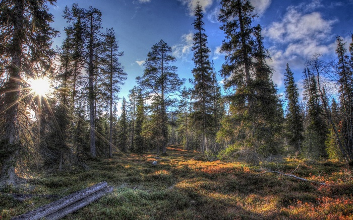 Sunlight filtering through a dense forest