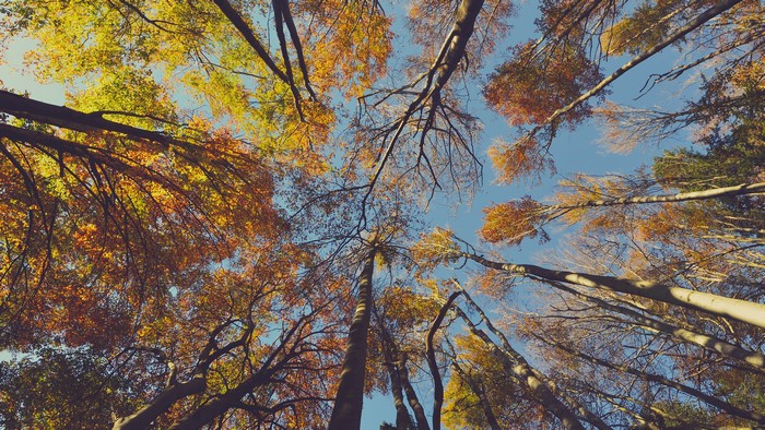 Looking up at autumn trees with clear sky