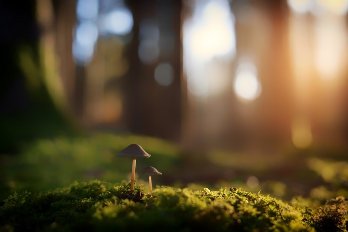 Two mushrooms on moss in a forest