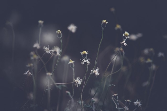 Close-up photography of small white flowers in dark background