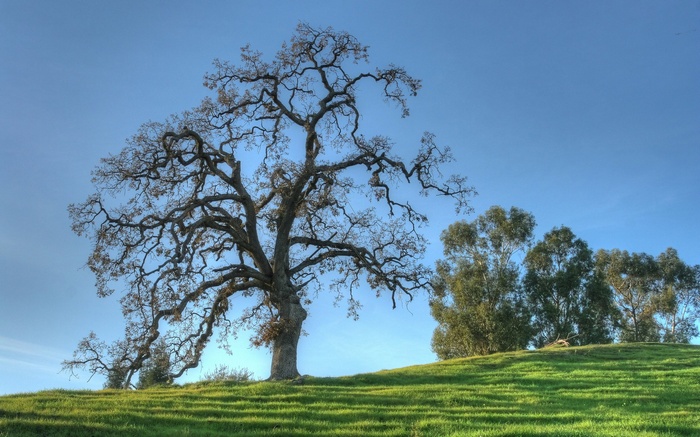 Bare oak tree on a grassy hill under a blue sky